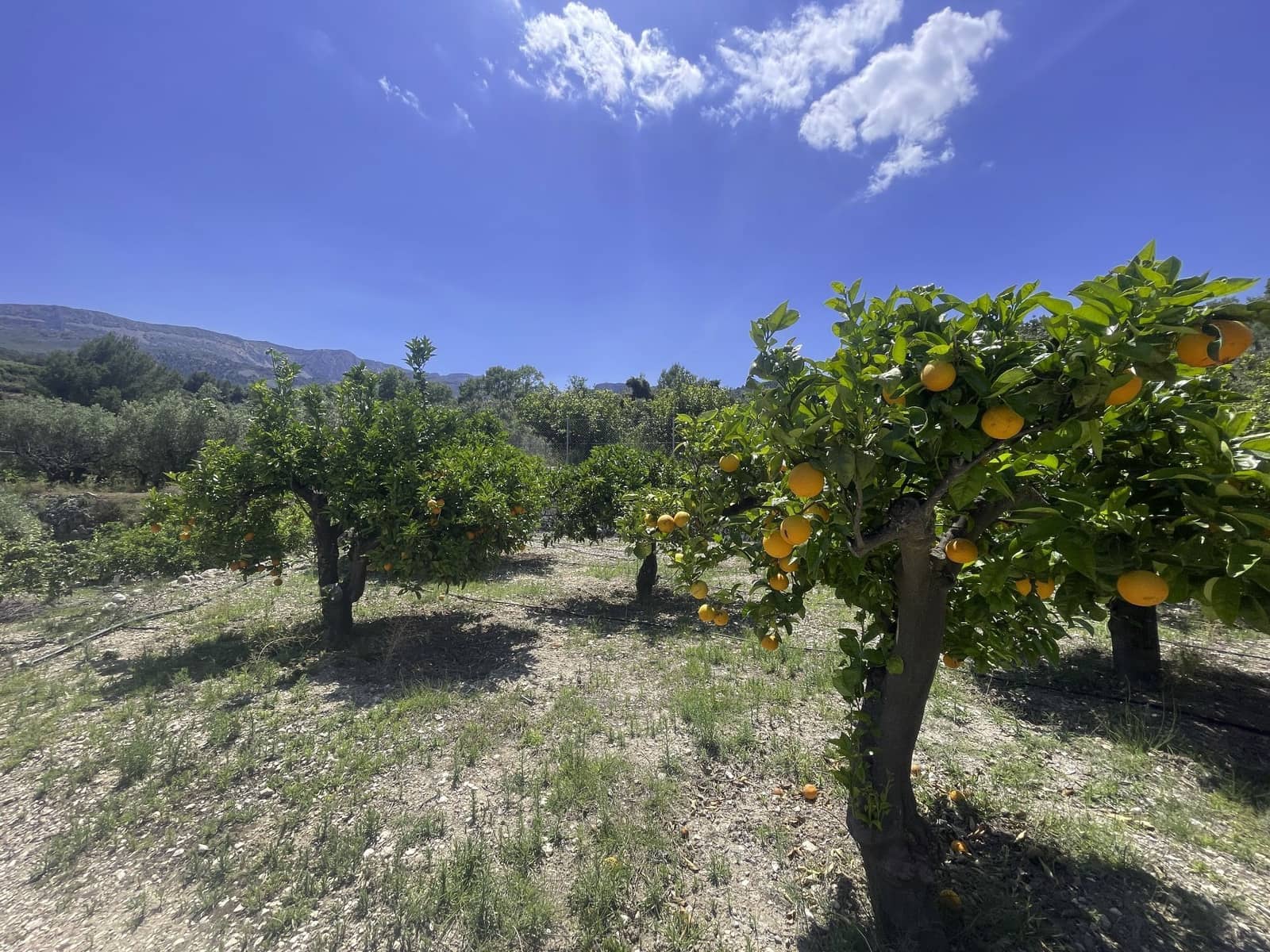 Undeveloped Land for sale in Beniarda - € 48,000 (Ref: 9844911)