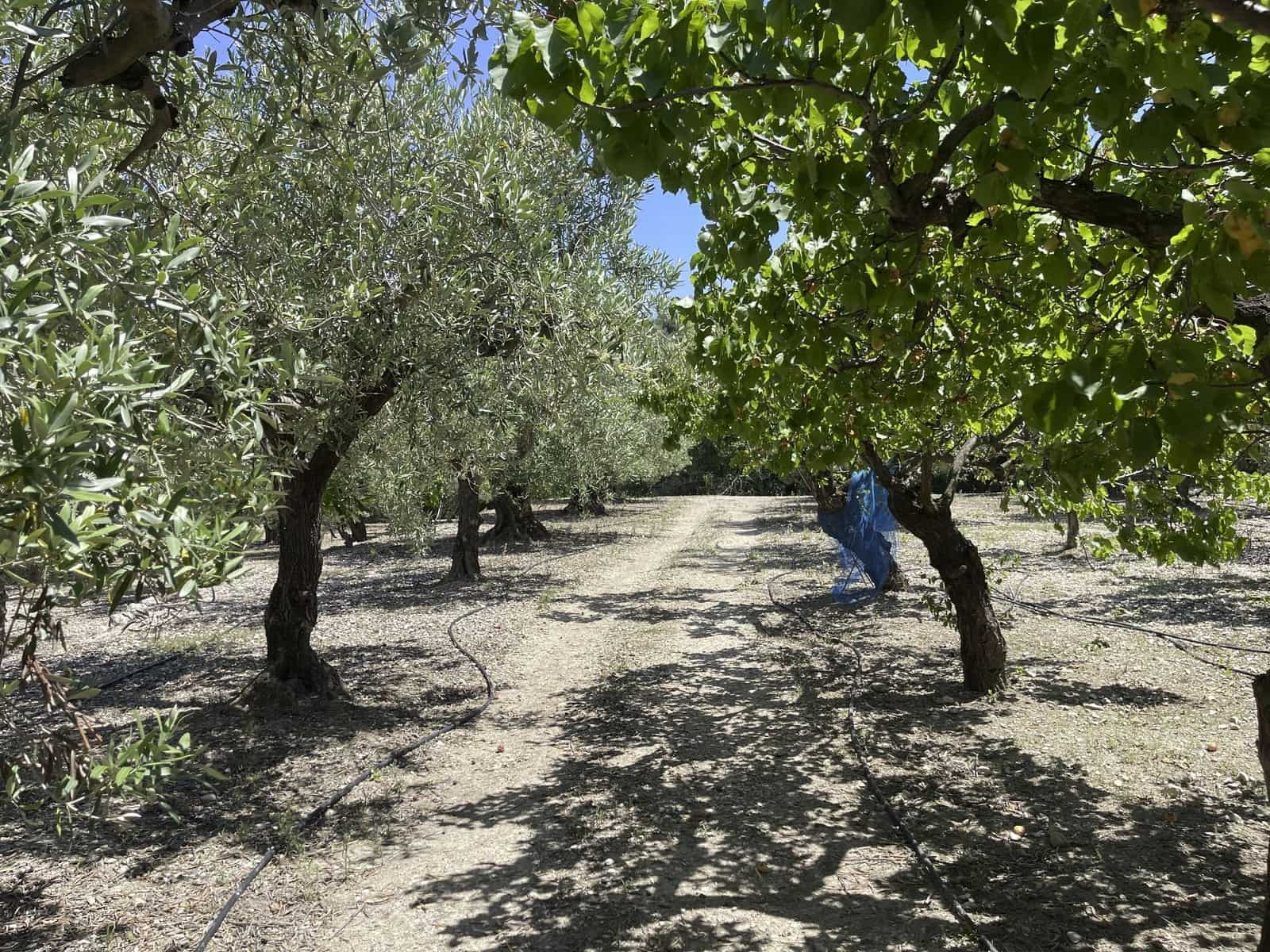 Undeveloped Land for sale in Beniarda - € 48,000 (Ref: 9844911)