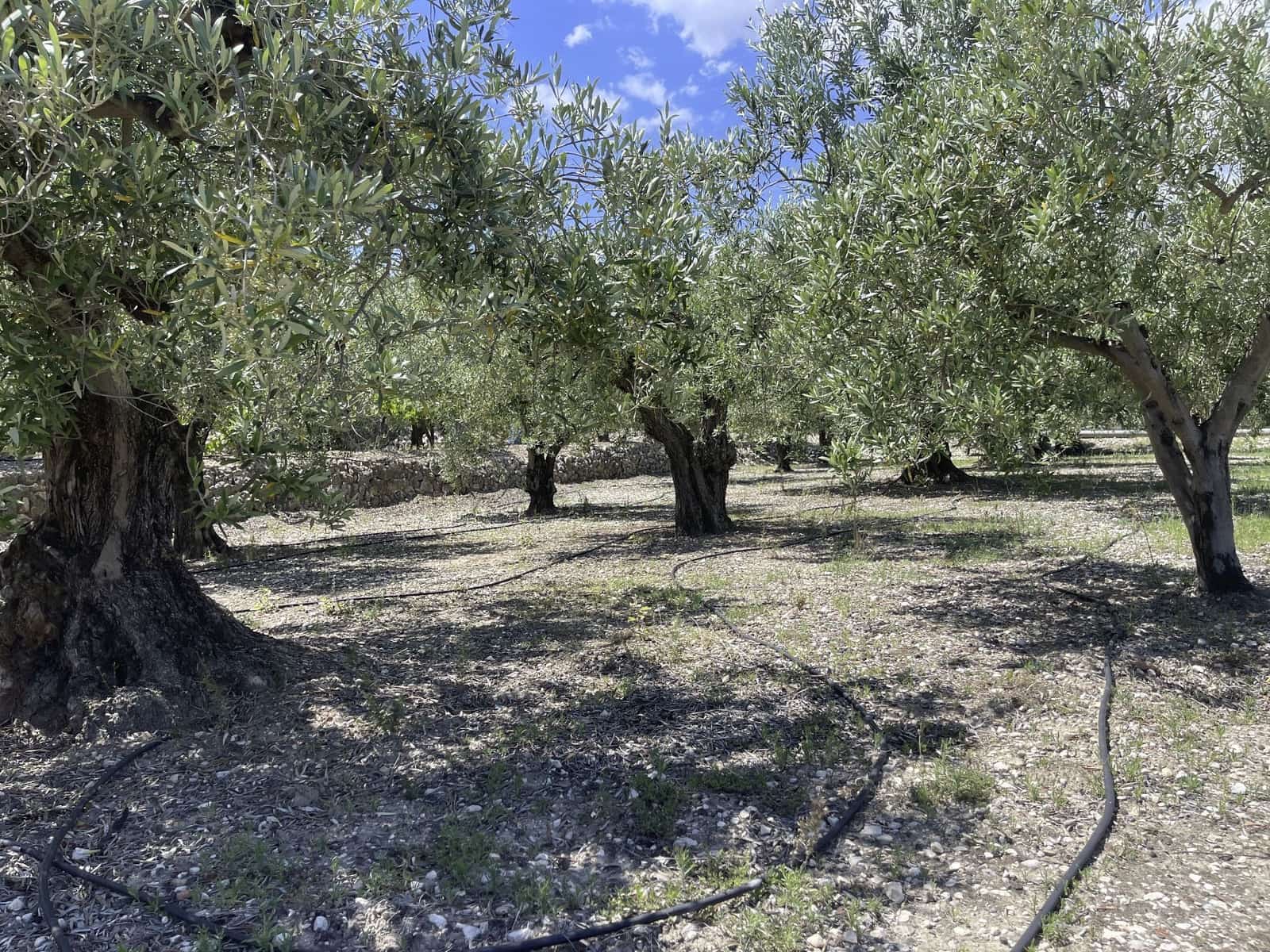 Undeveloped Land for sale in Beniarda - € 48,000 (Ref: 9844911)