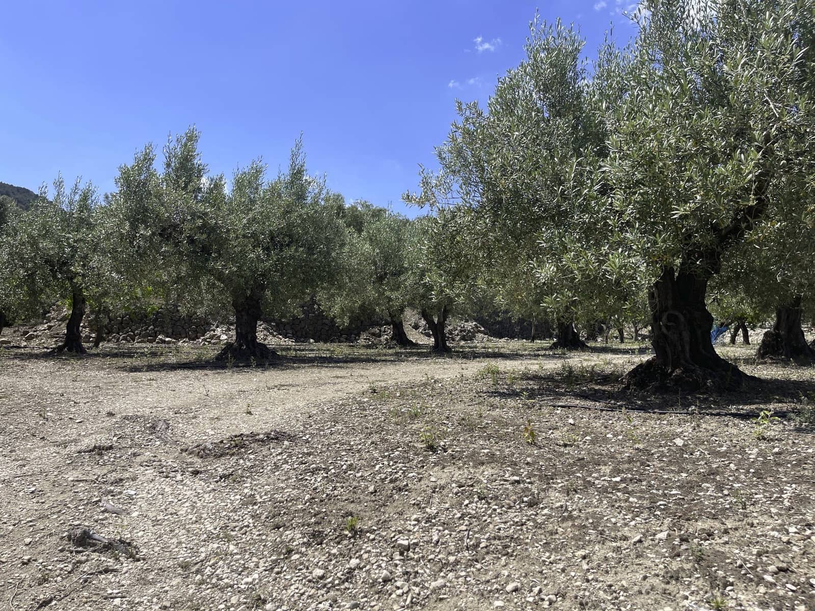 Undeveloped Land for sale in Beniarda - € 48,000 (Ref: 9844911)