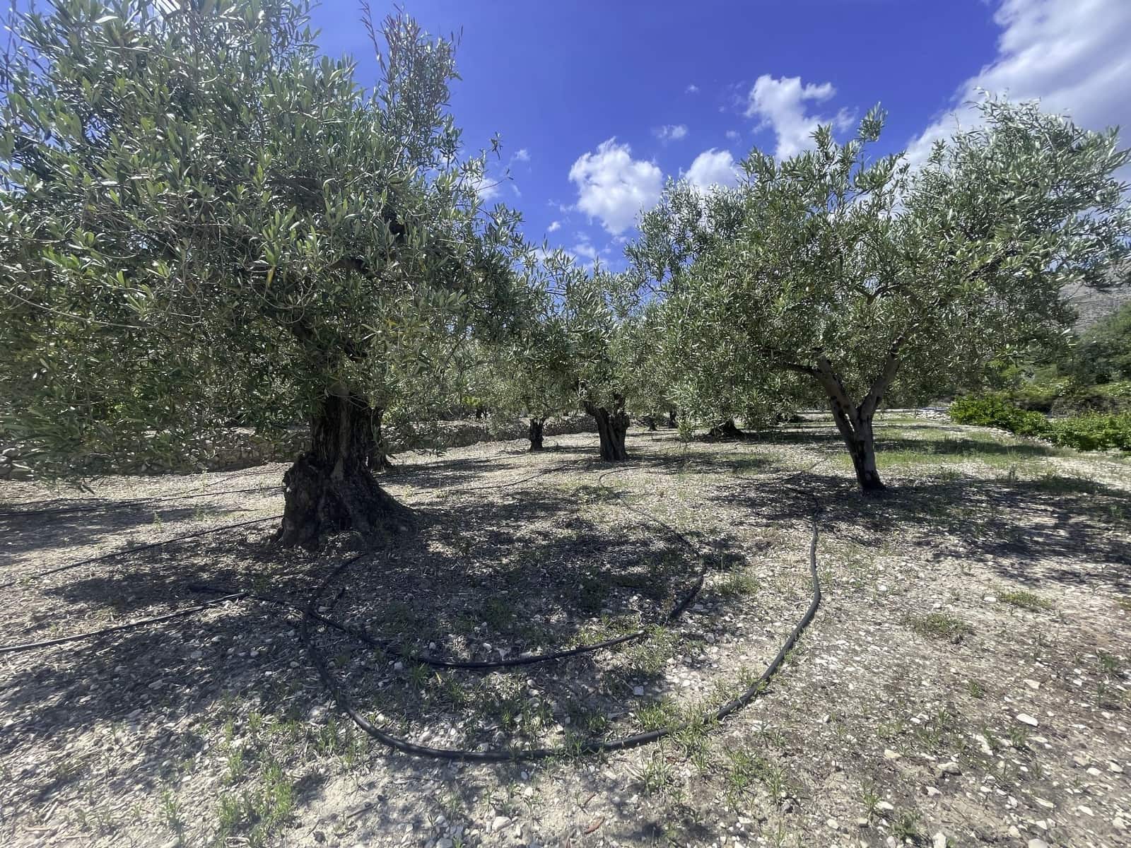 Undeveloped Land for sale in Beniarda - € 48,000 (Ref: 9844911)