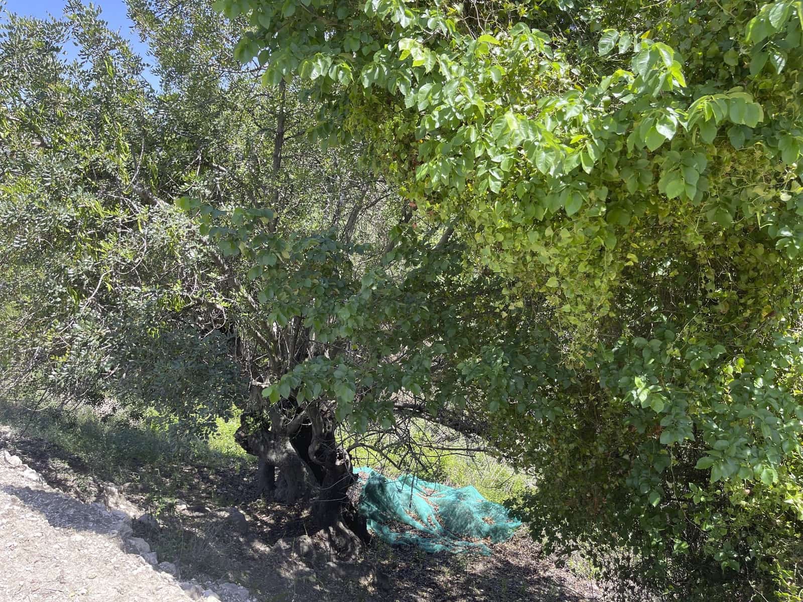 Undeveloped Land for sale in Beniarda - € 48,000 (Ref: 9844911)