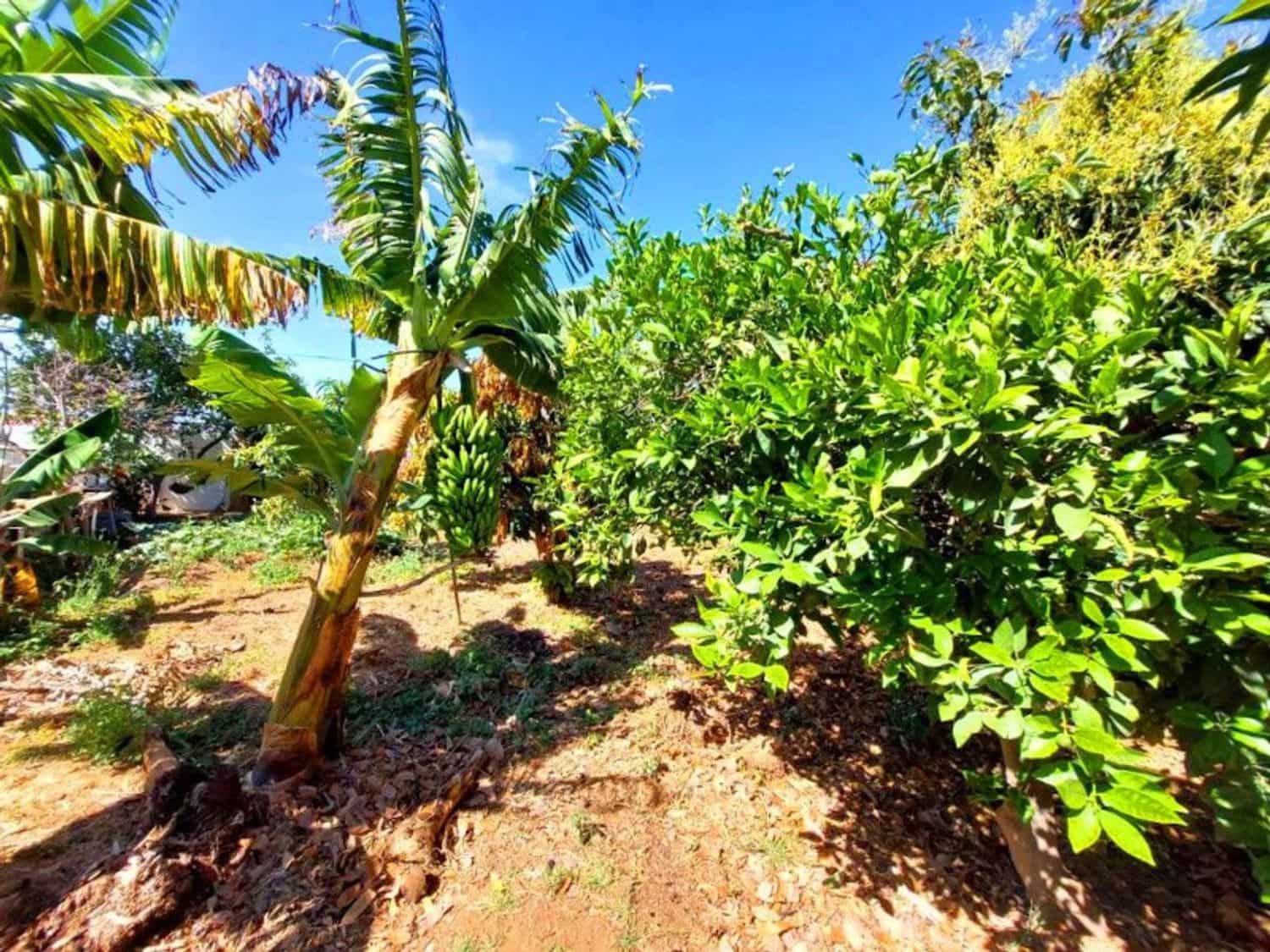 11 soveværelse Finca/Landehus til salg i Santiago del Teide med swimmingpool garage - € 1.785.000 (Ref: 8313427)