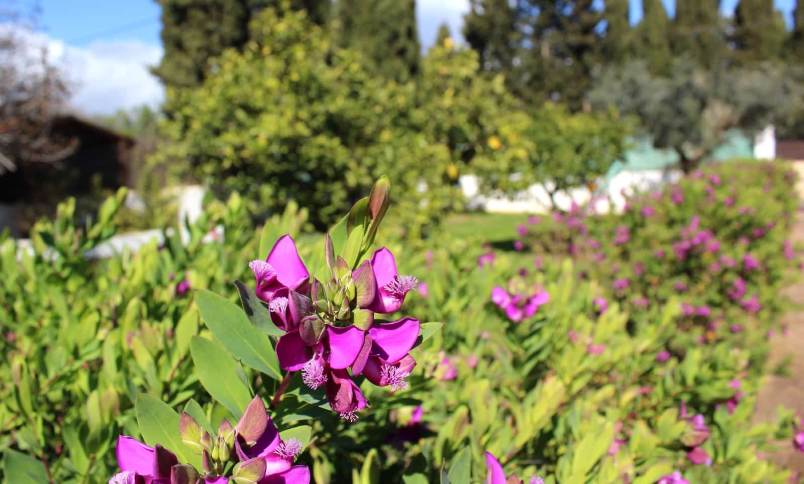 5 camera da letto Finca/Casa di Campagna in vendita in Palma de Mallorca con piscina garage - 1.250.000 € (Rif: 9780814)