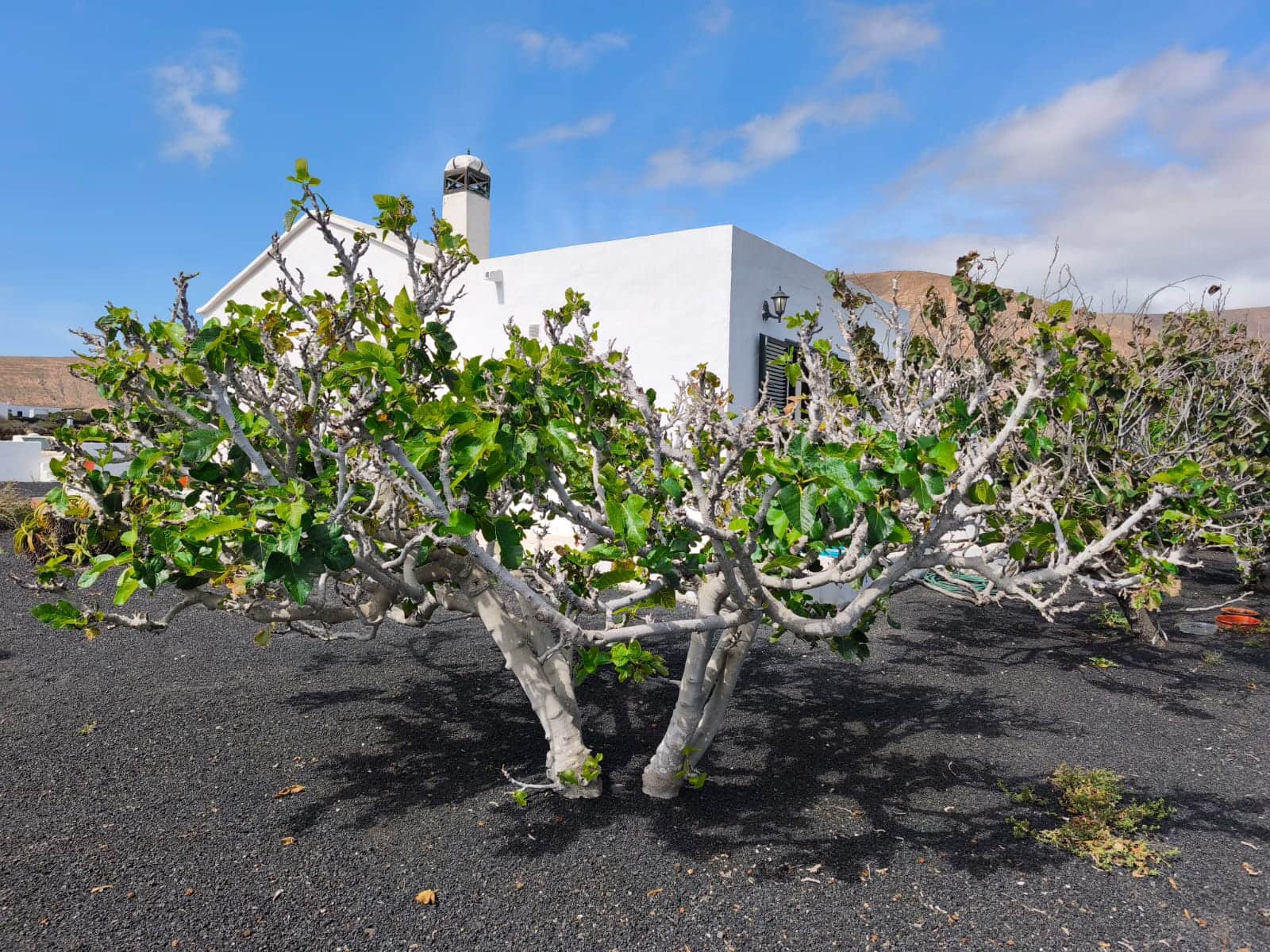 2 soveværelse Finca/Landehus til salg i Orzola med garage - € 440.000 (Ref: 8962068)