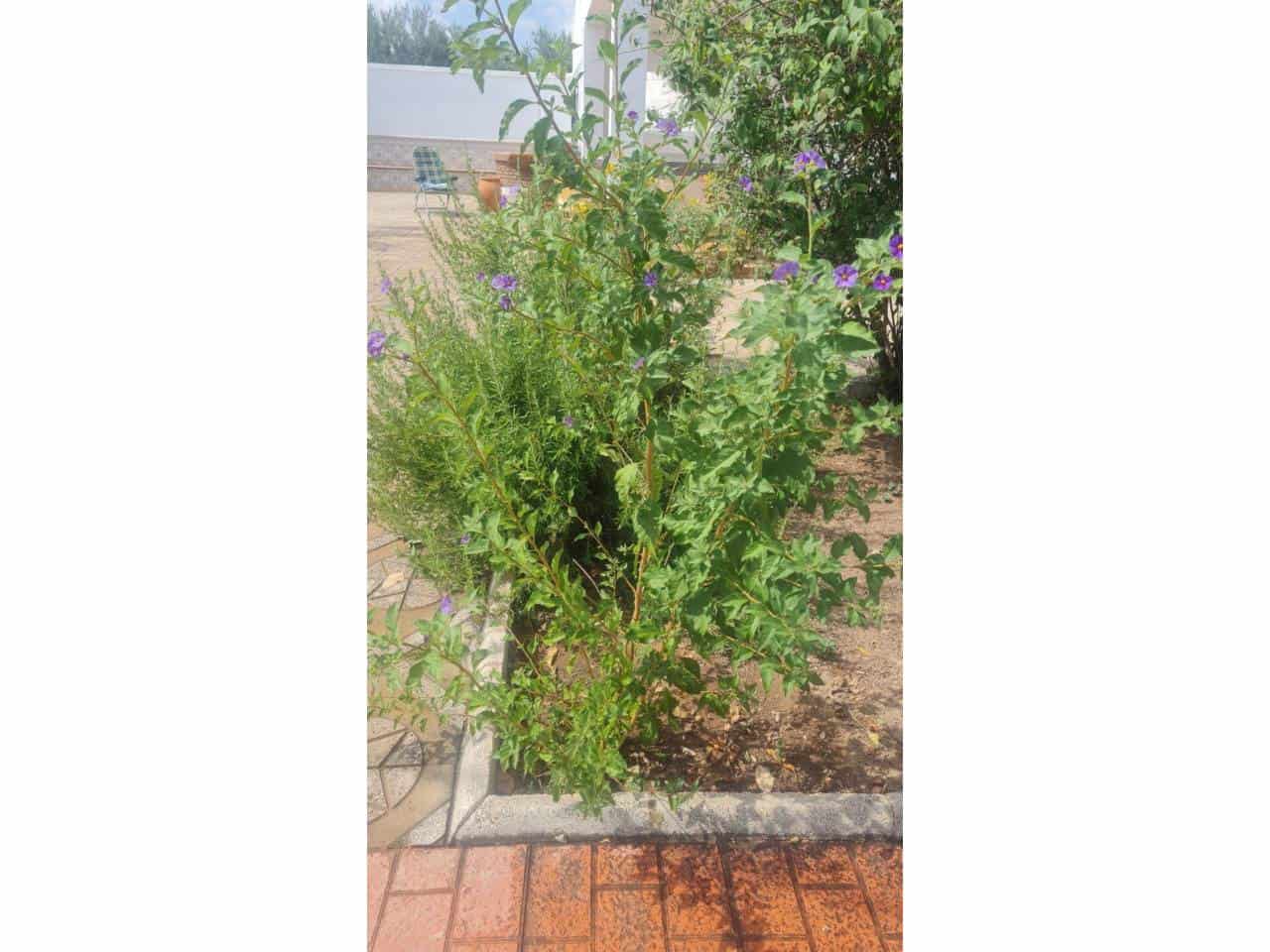 4 soveværelse Villa til salg i Baza med swimmingpool garage - € 260.000 (Ref: 9552930)