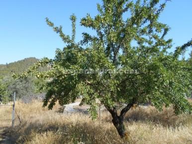 Finca/Herregård til salgs i Tíjola - € 96 000 (Ref: 3627120)