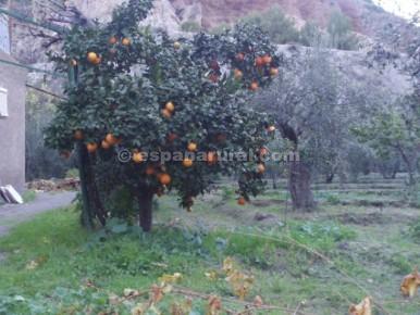 2 bedroom Finca/Country House for sale in Tijola - € 87,000 (Ref: 3627388)