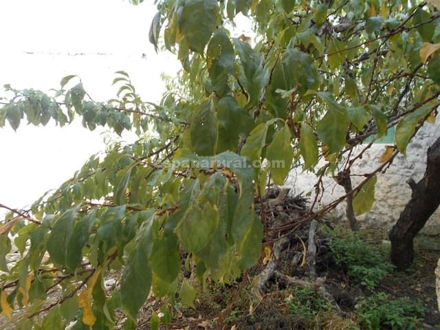 6 sovrum Finca/Hus på landet till salu i Albox - 104 500 € (Ref: 4159553)