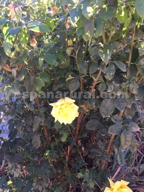 3 bedroom Villa for sale in Oria - € 159,950 (Ref: 5698882)