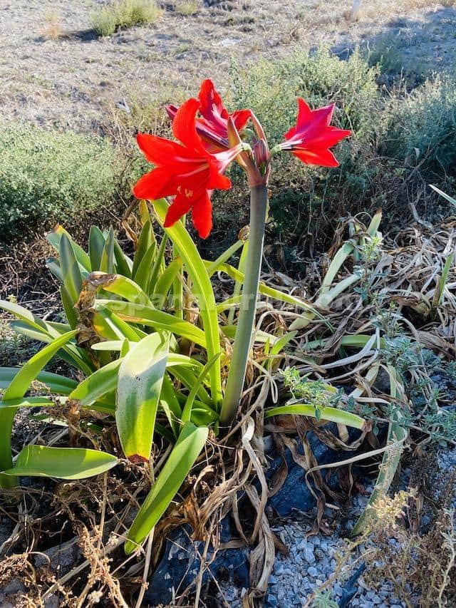 4 soveværelse Villa til salg i Tijola med swimmingpool - € 300.000 (Ref: 6409292)