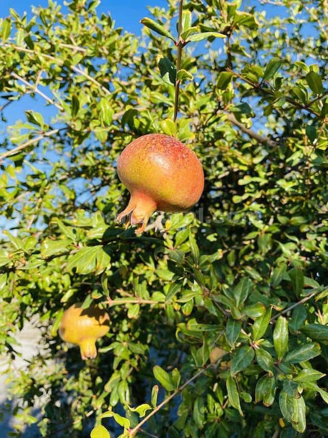 4 soveværelse Villa til salg i Tijola med swimmingpool - € 300.000 (Ref: 6409292)