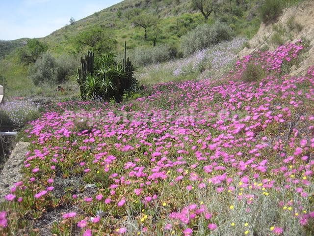 5 bedroom Finca/Country House for sale in Taberno - € 175,000 (Ref: 7539153)