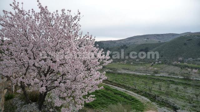 8 soveværelse Virksomhed til salg i Taberno med swimmingpool - € 450.000 (Ref: 7567812)