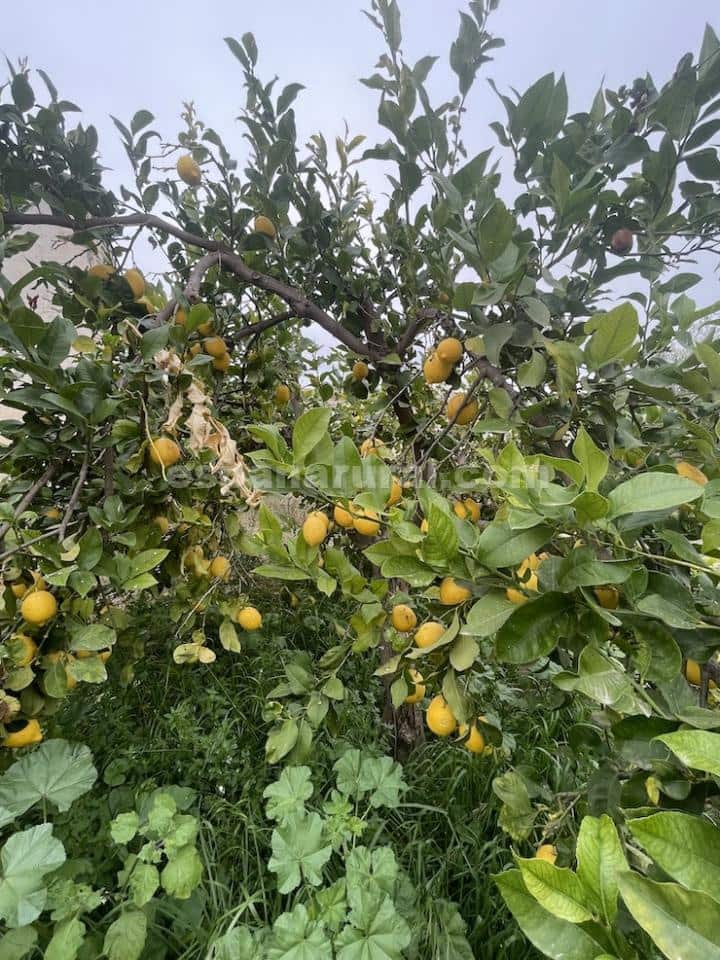 3 slaapkamer Finca/Landhuis te koop in Albox - € 63.000 (Ref: 8086639)