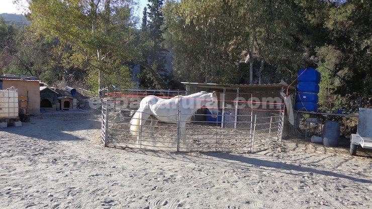 3 sypialnia Finka/Dom wiejski na sprzedaż w Purchena z basenem - 139 990 € (Ref: 8103005)