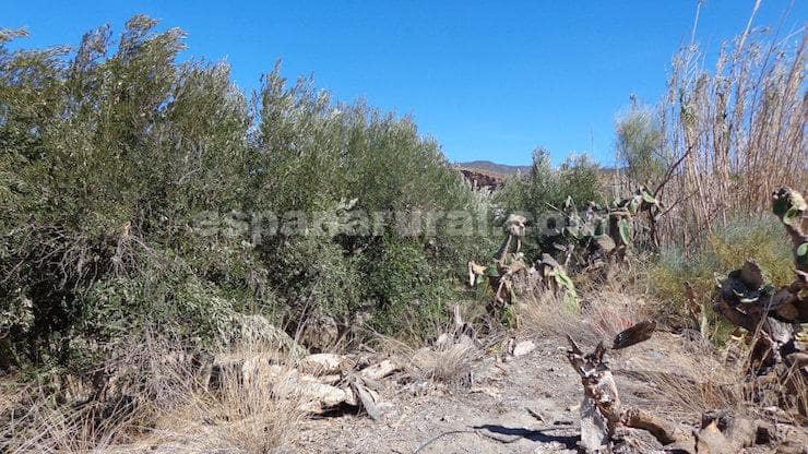 5 bedroom Villa for sale in Purchena - € 239,950 (Ref: 8572037)