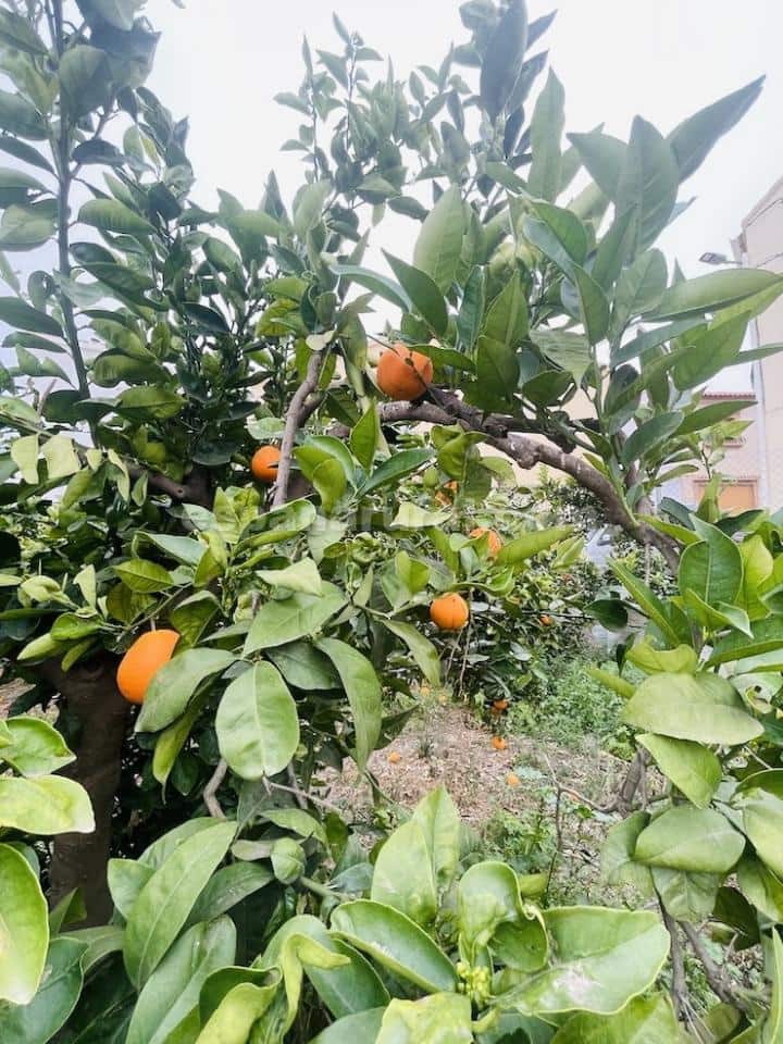 4 bedroom Finca/Country House for sale in Albox - € 129,000 (Ref: 8856789)