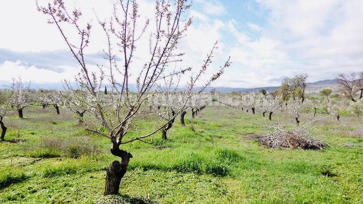 4 soveværelse Villa til salg i Baza med swimmingpool - € 178.000 (Ref: 8887409)