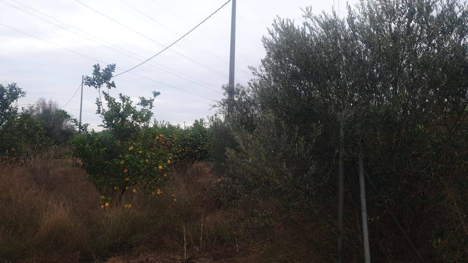 Terreno/Finca Rústica en San Miguel de Salinas en venta - 375.000 € (Ref: 8097758)