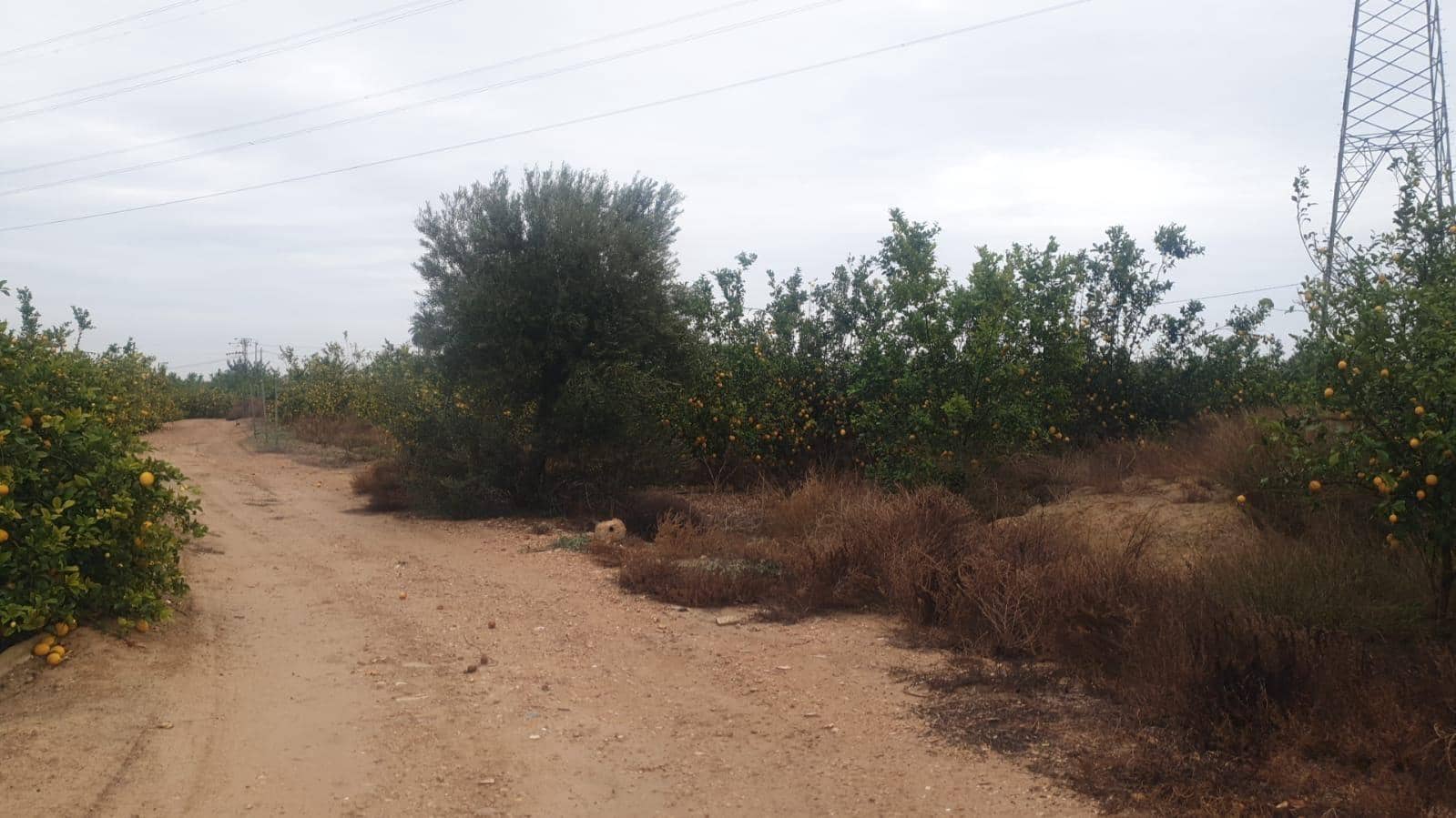 Terreno/Finca Rústica en San Miguel de Salinas en venta - 375.000 € (Ref: 8097758)