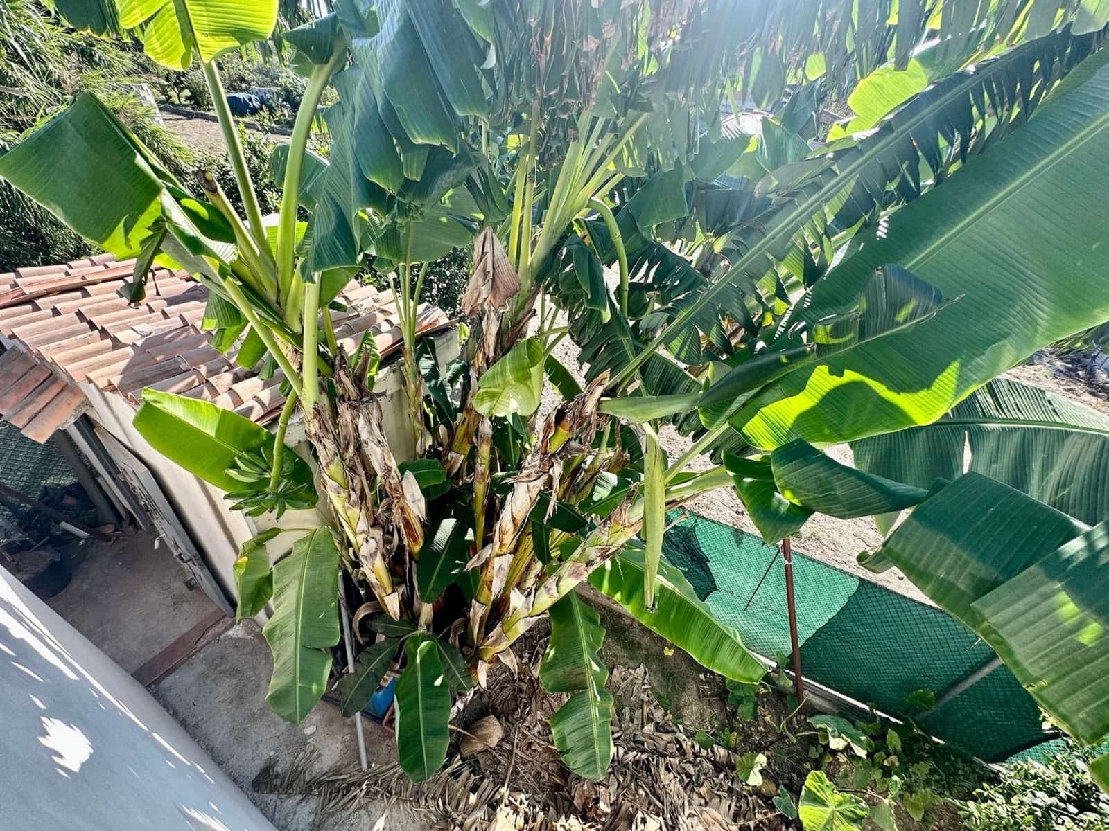 3 soverom Finca/Herregård til salgs i Oliva - € 185 000 (Ref: 7830732)