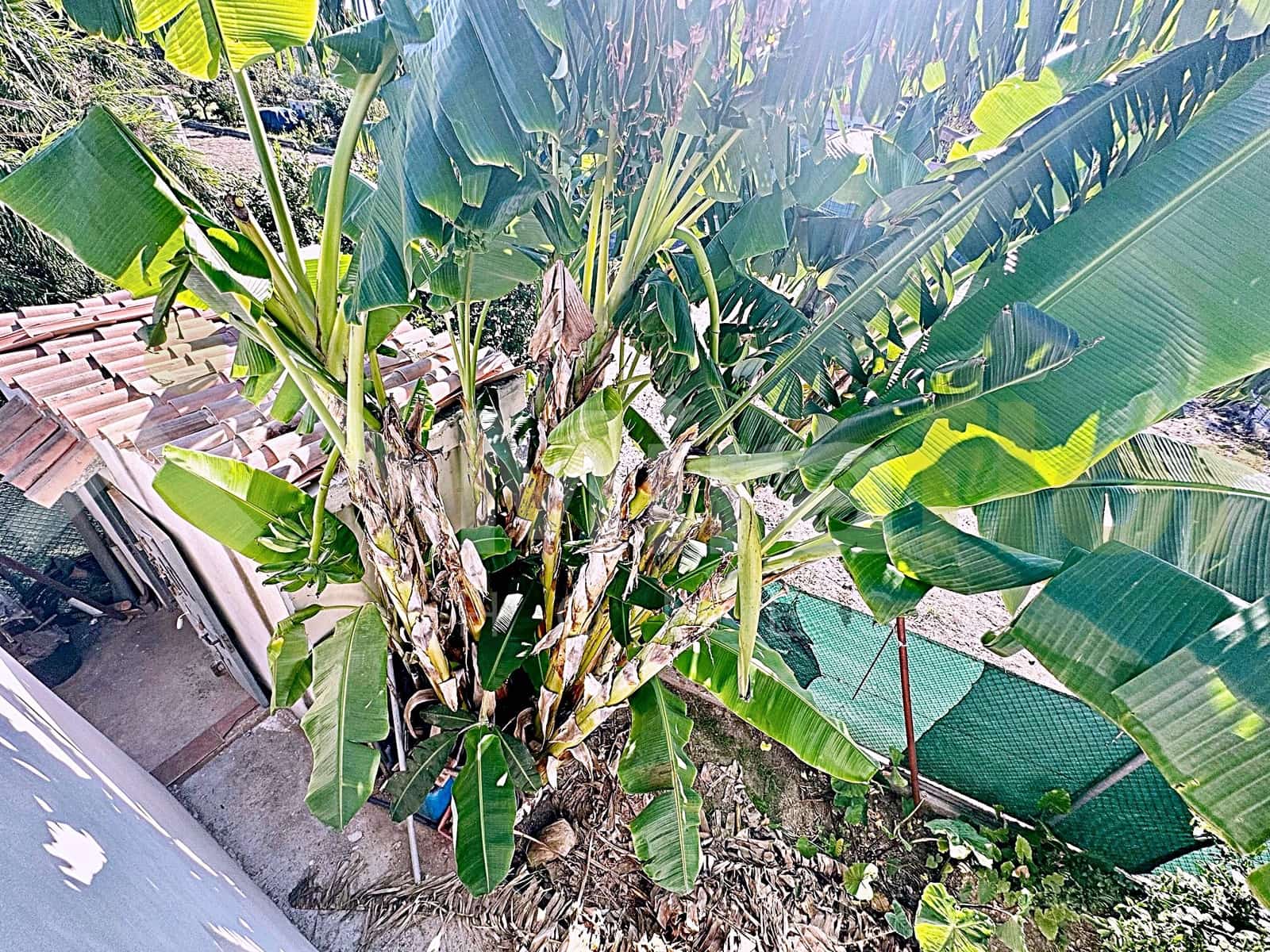 3 slaapkamer Finca/Landhuis te koop in Oliva - € 185.000 (Ref: 7830732)