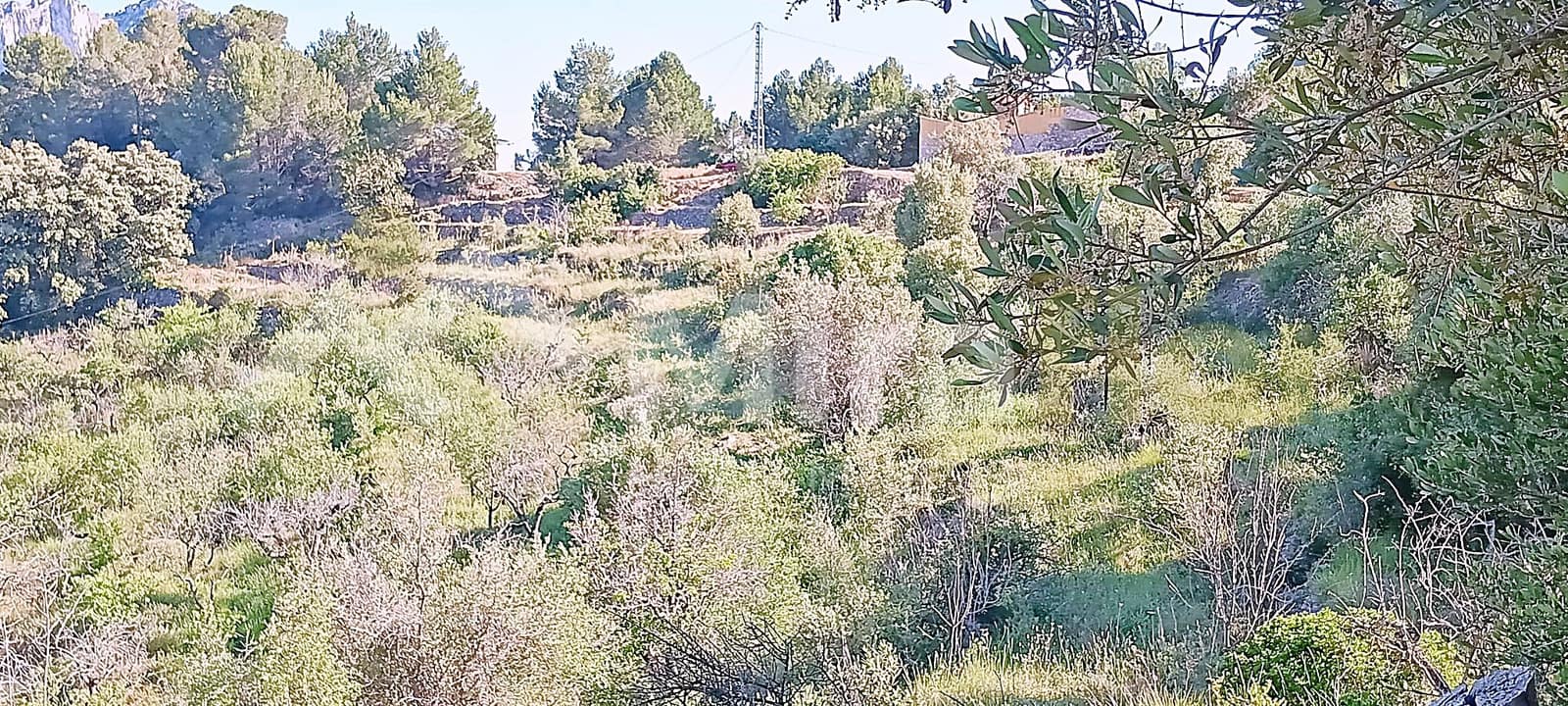 Solar/Parcela en Tormos en venta - 39.500 € (Ref: 9891148)