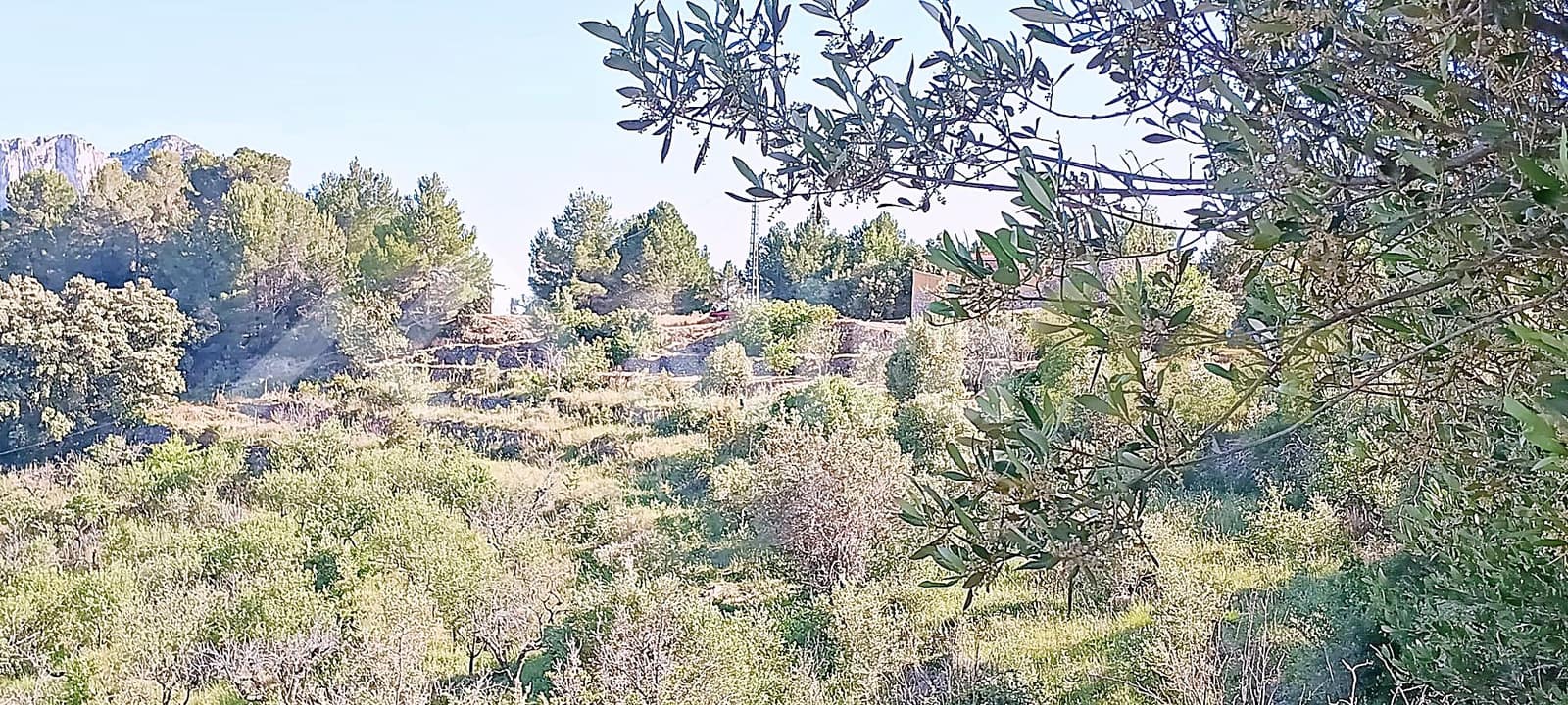 Solar/Parcela en Tormos en venta - 39.500 € (Ref: 9891148)