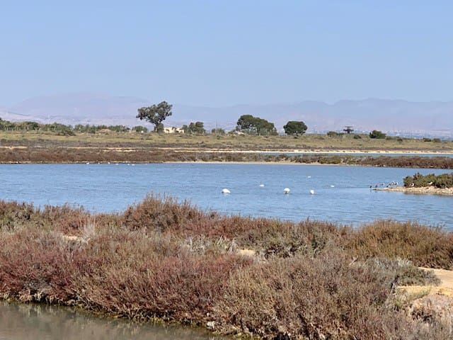 2 slaapkamer Appartement voor vakantieverhuur in La Marina met zwembad - € 455 (Ref: 6968381)