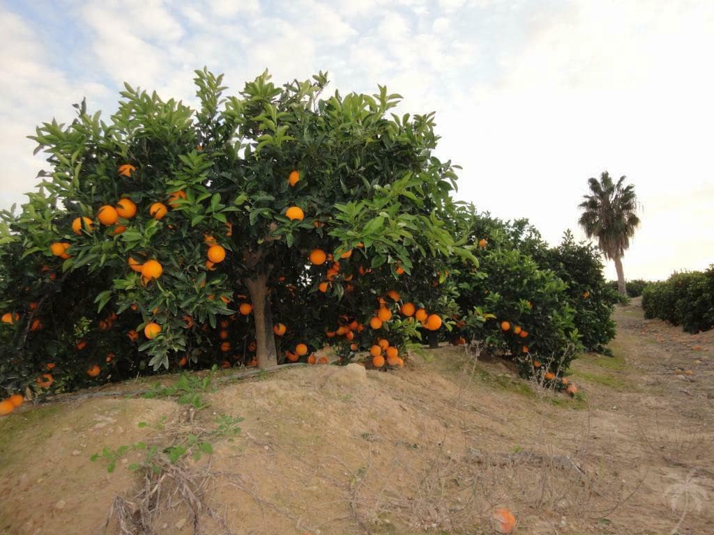 2 bedroom Apartment for holiday rental in Torrevieja with pool garage - € 385 (Ref: 7186356)