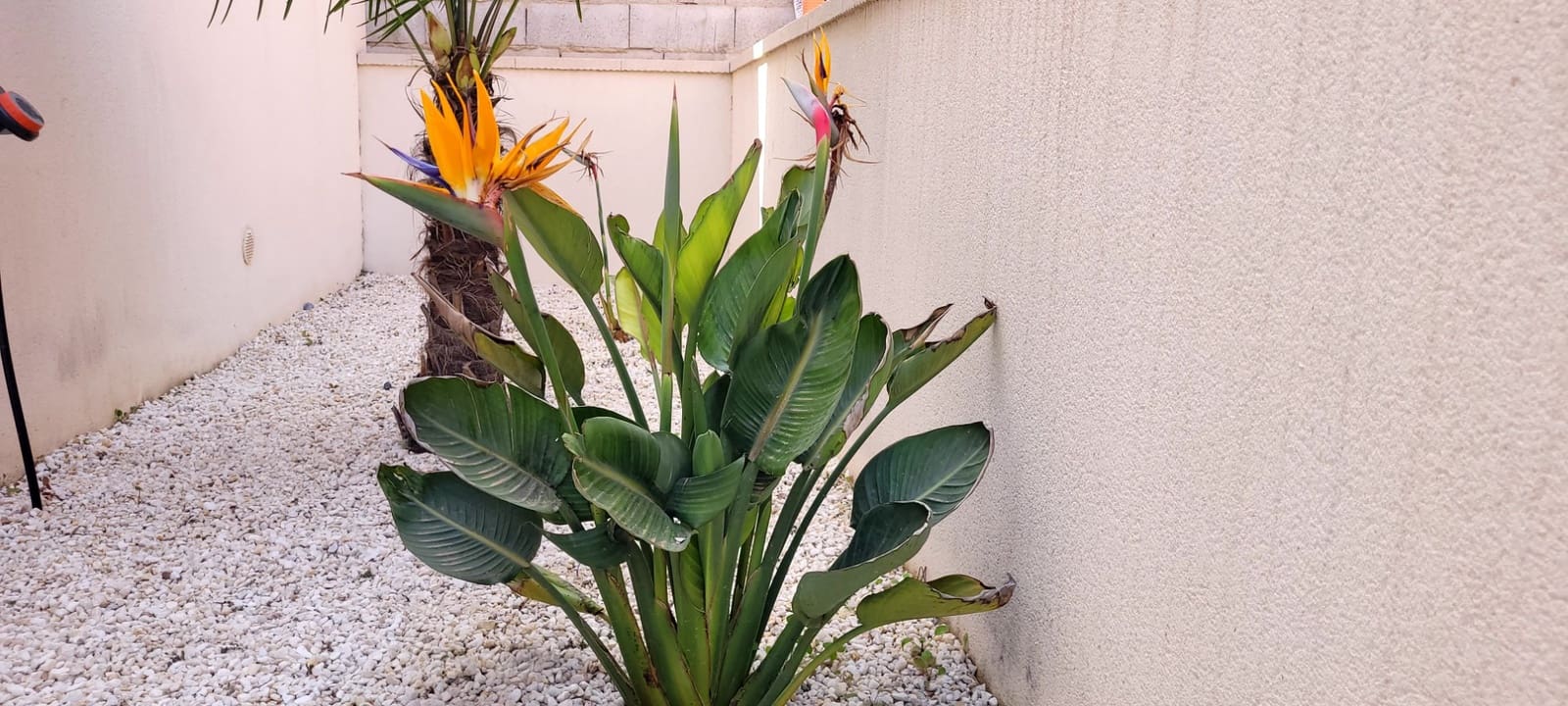 3 slaapkamer Villa voor vakantieverhuur in Benijofar met zwembad garage - € 980 (Ref: 9771855)