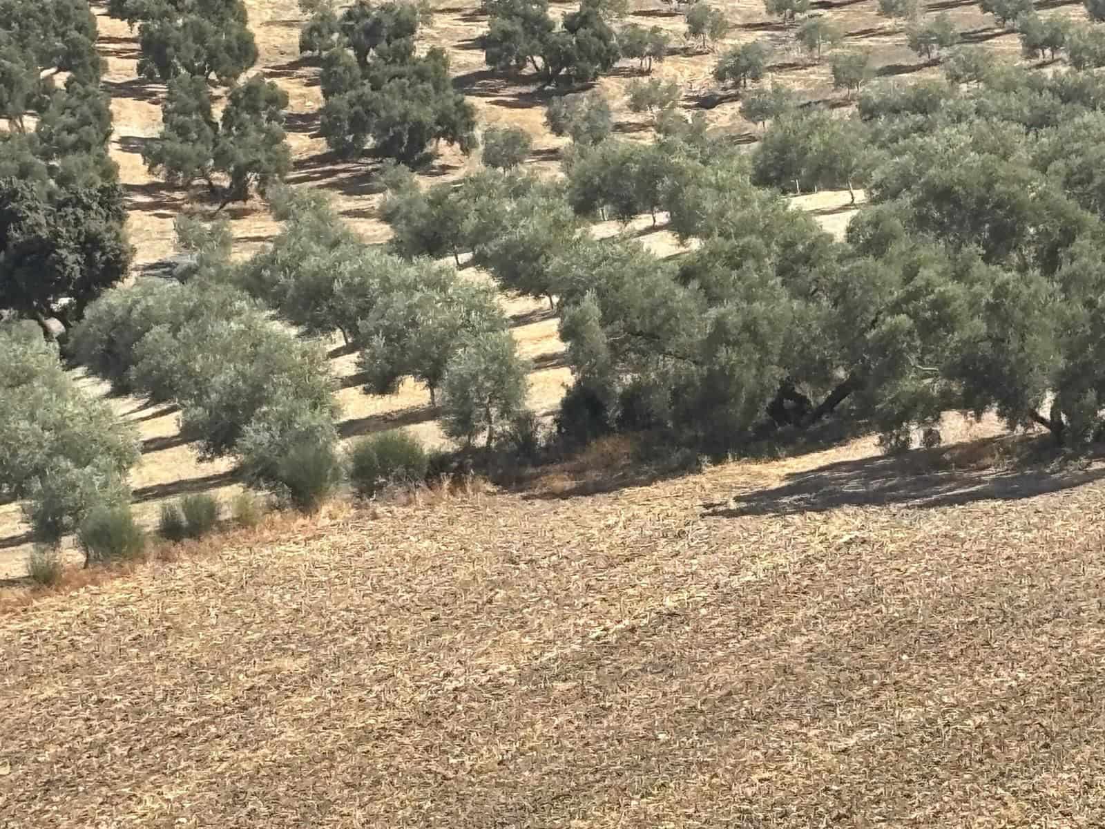 Ubebygd land til salgs i Antequera - € 1 290 000 (Ref: 10171569)