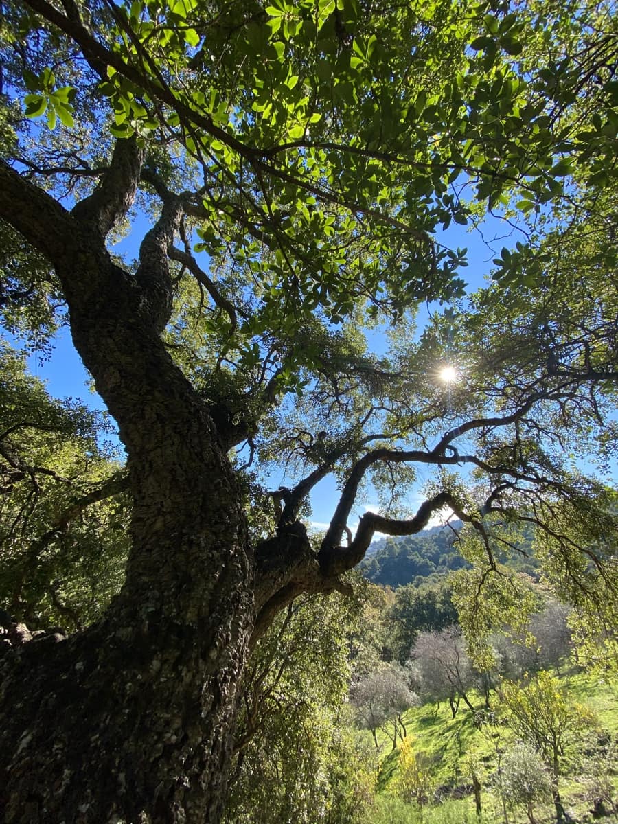 Grunde uden byggetilladelser til salg i Casares - € 400.000 (Ref: 8841070)