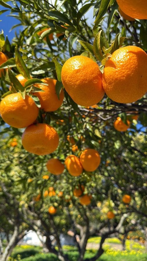 Grunde uden byggetilladelser til salg i Casares - € 400.000 (Ref: 8841070)