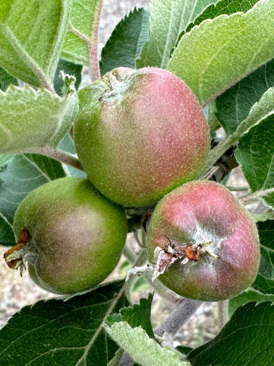 Grunde uden byggetilladelser til salg i Casares - € 400.000 (Ref: 8841070)