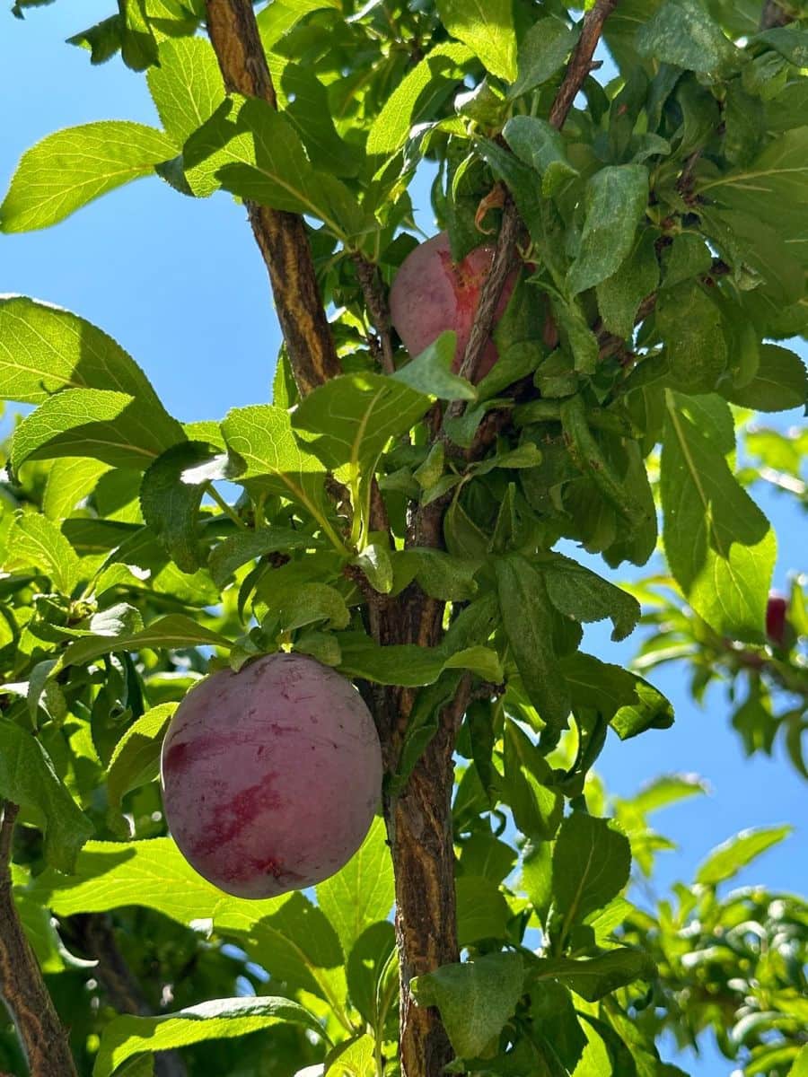 Grunde uden byggetilladelser til salg i Casares - € 400.000 (Ref: 8841070)