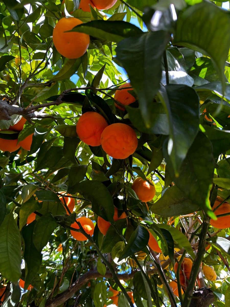 Grunde uden byggetilladelser til salg i Casares - € 400.000 (Ref: 8841070)