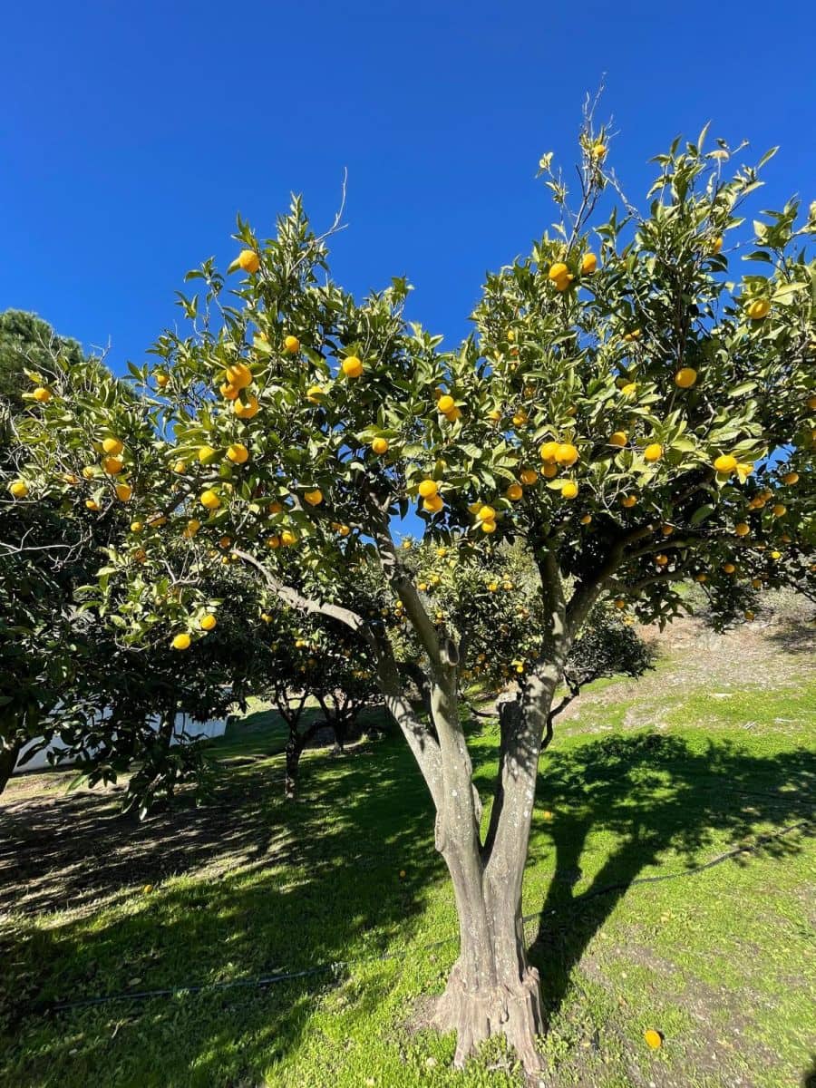 Grunde uden byggetilladelser til salg i Casares - € 400.000 (Ref: 8841070)