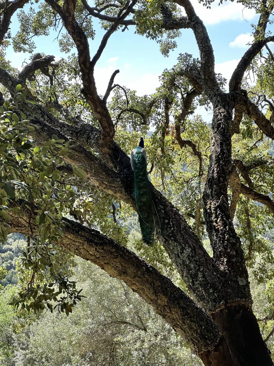 Grunde uden byggetilladelser til salg i Casares - € 400.000 (Ref: 8841070)