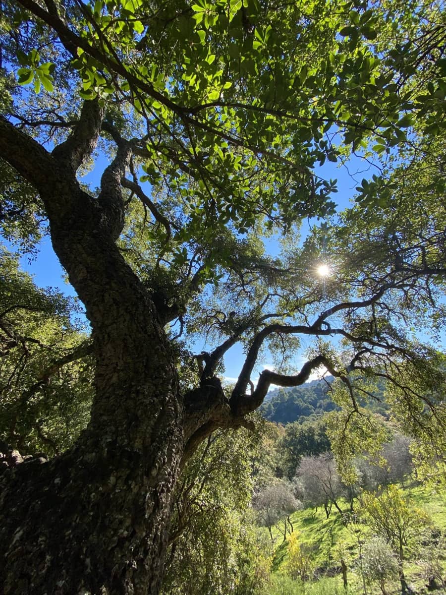 Grunde uden byggetilladelser til salg i Casares - € 400.000 (Ref: 8841070)