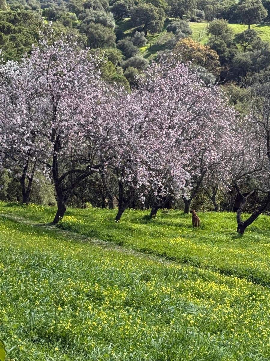 Grunde uden byggetilladelser til salg i Casares - € 400.000 (Ref: 8841070)