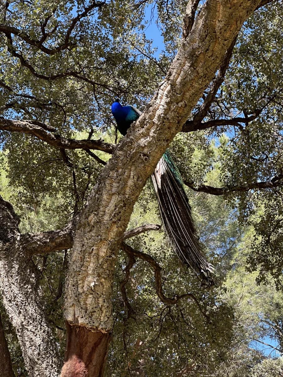 Grunde uden byggetilladelser til salg i Casares - € 400.000 (Ref: 8841070)