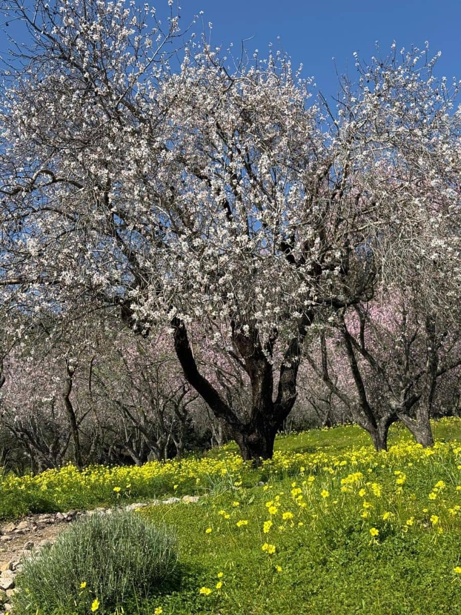 Grunde uden byggetilladelser til salg i Casares - € 400.000 (Ref: 8841070)