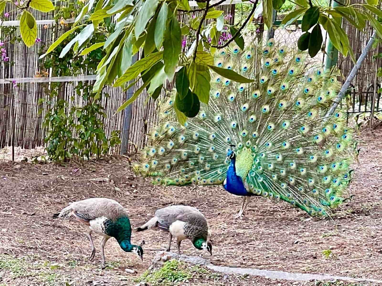 Grunde uden byggetilladelser til salg i Casares - € 400.000 (Ref: 8841070)