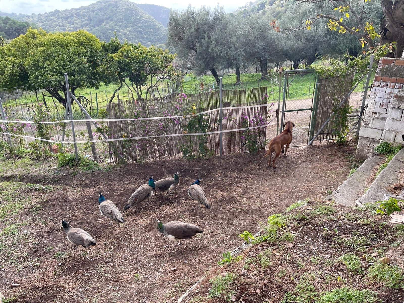 Grunde uden byggetilladelser til salg i Casares - € 400.000 (Ref: 8841070)