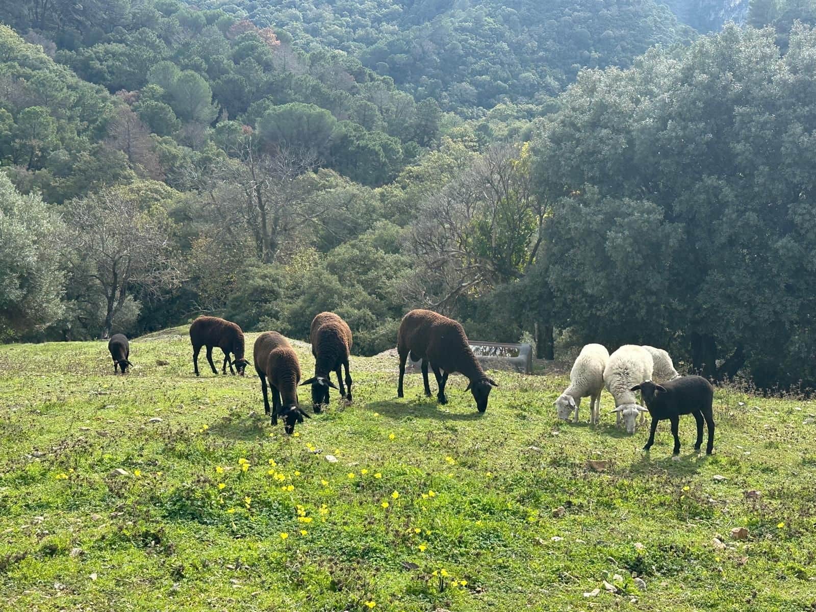 Grunde uden byggetilladelser til salg i Casares - € 400.000 (Ref: 8841070)