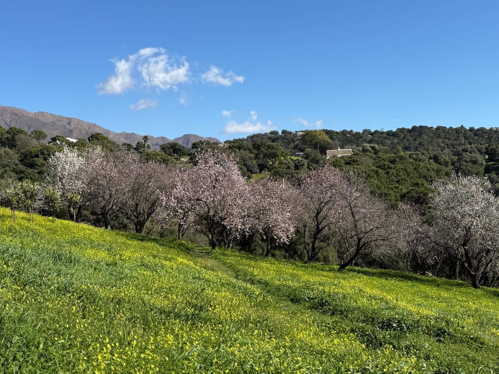 Grunde uden byggetilladelser til salg i Casares - € 400.000 (Ref: 8841070)