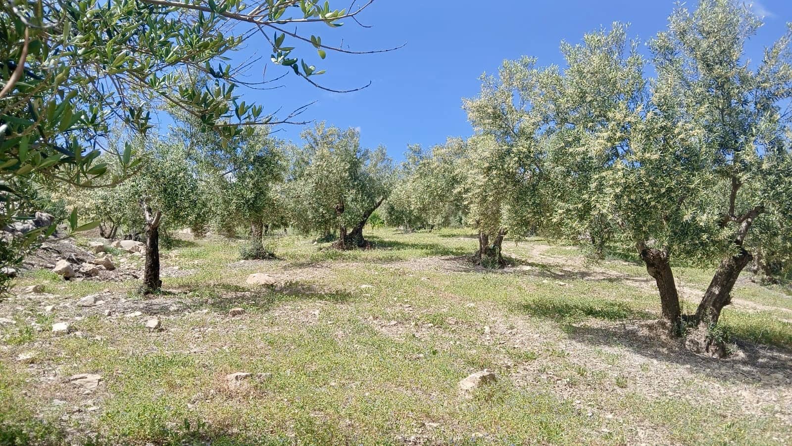 Grunde uden byggetilladelser til salg i Coin - € 200.000 (Ref: 9114314)