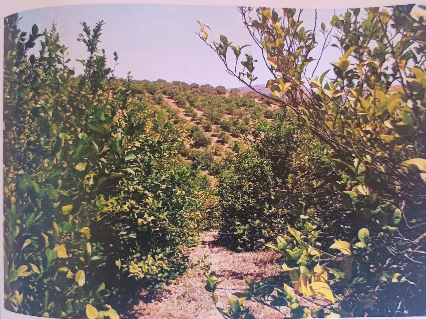 Mark till salu i Alora - 302 000 € (Ref: 9450466)